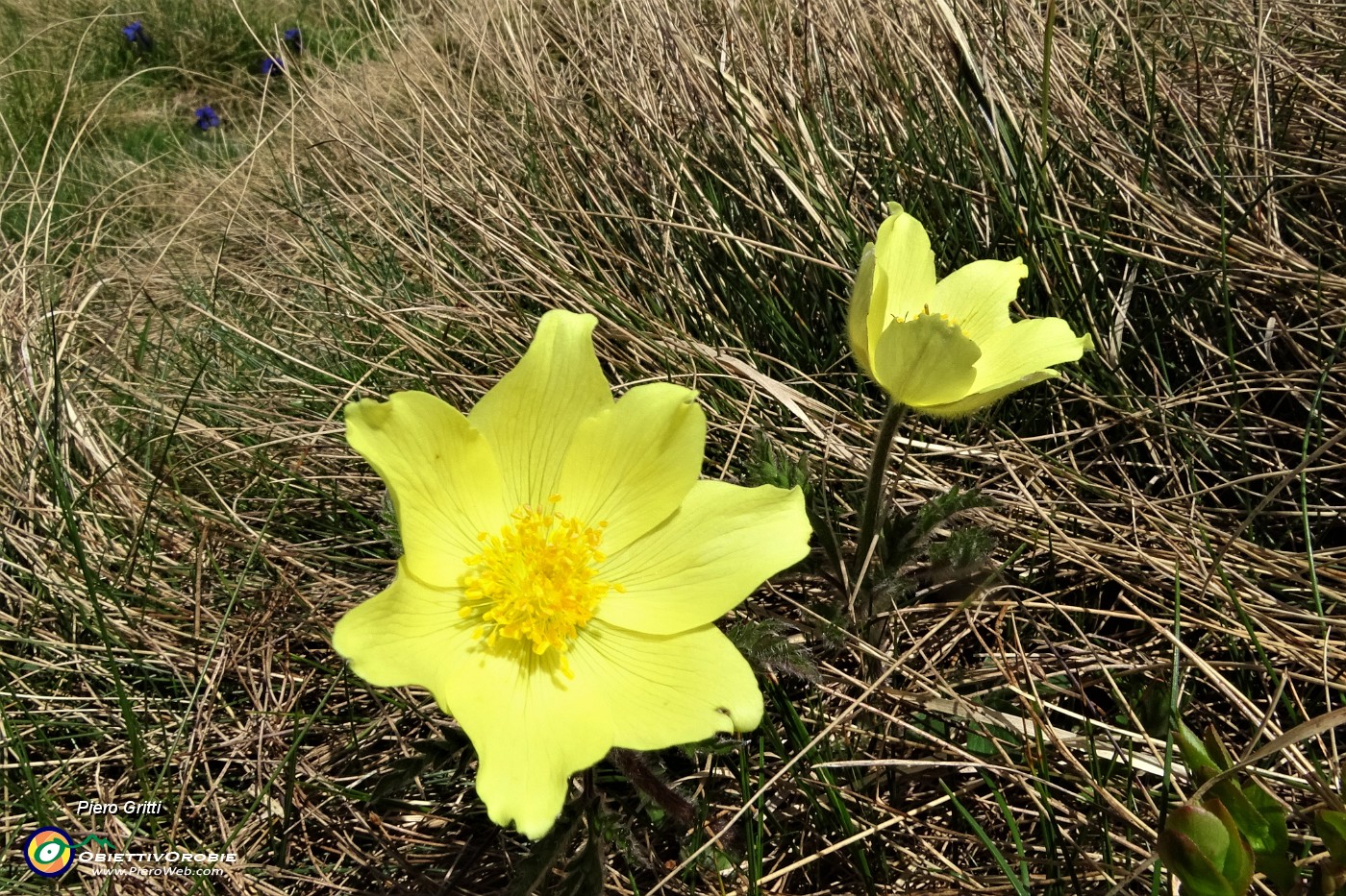 70 Prime fioriture di pulsatilla alpina sulfurea.JPG